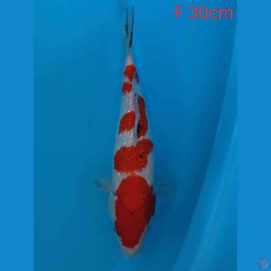 Sanke Gindrin 30cm
