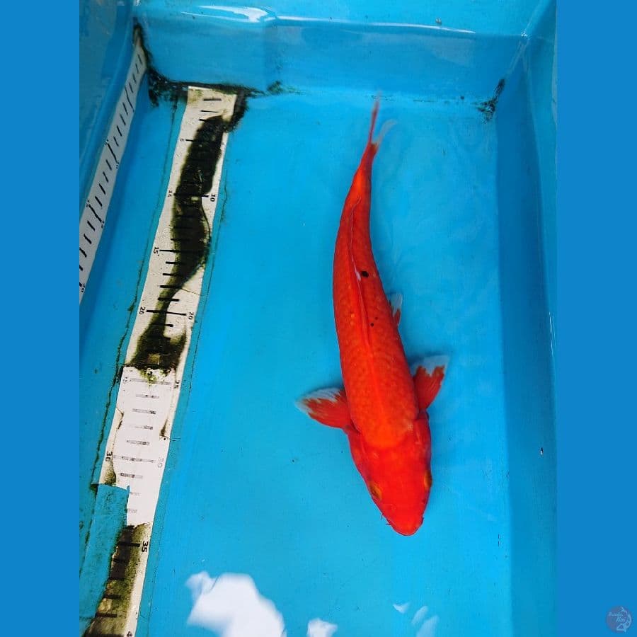 AKA HAJIRO 31 cm