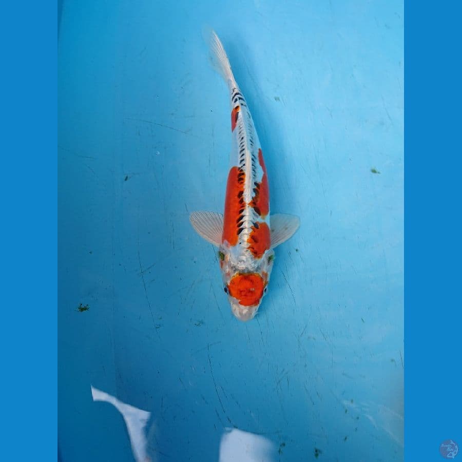 Maruten Kujaku doitsu 30 cm