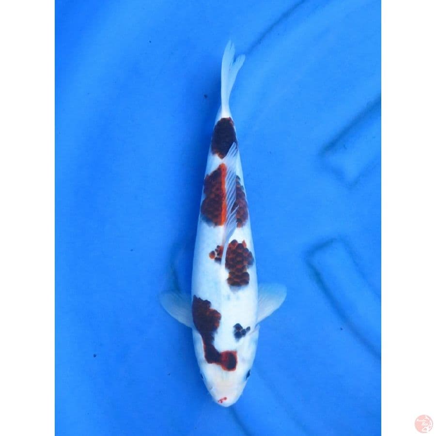 35cm , F1 Goromo
