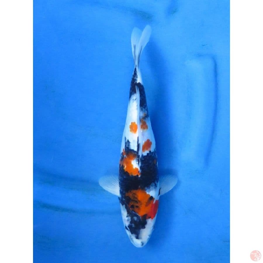 30cm , Putih Salju - Showa Sanshoku
