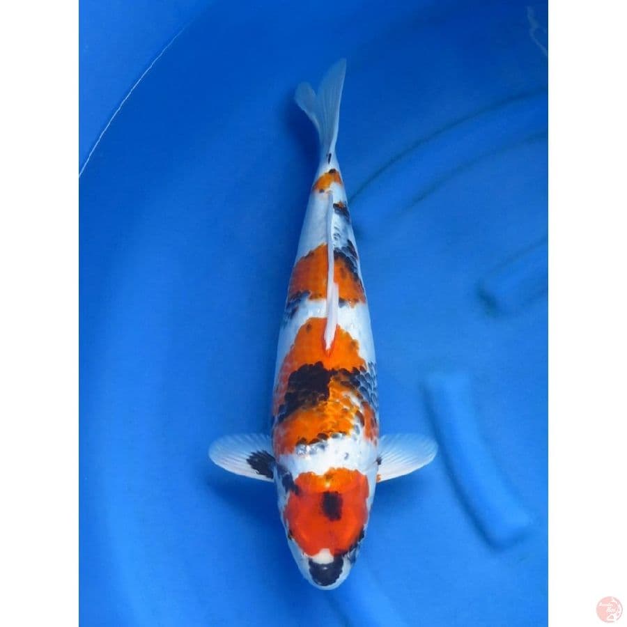 50cm ,  F1 Jumbo Original 