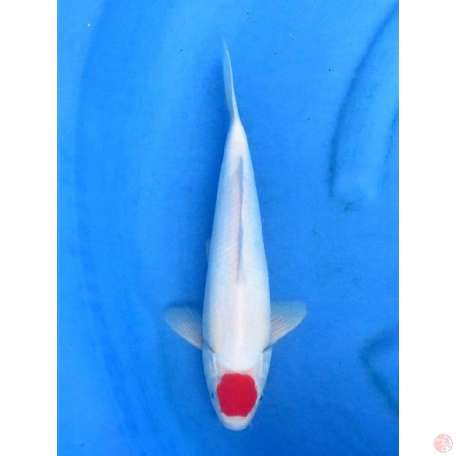 30cm , Tancho Original - Putih Bersih