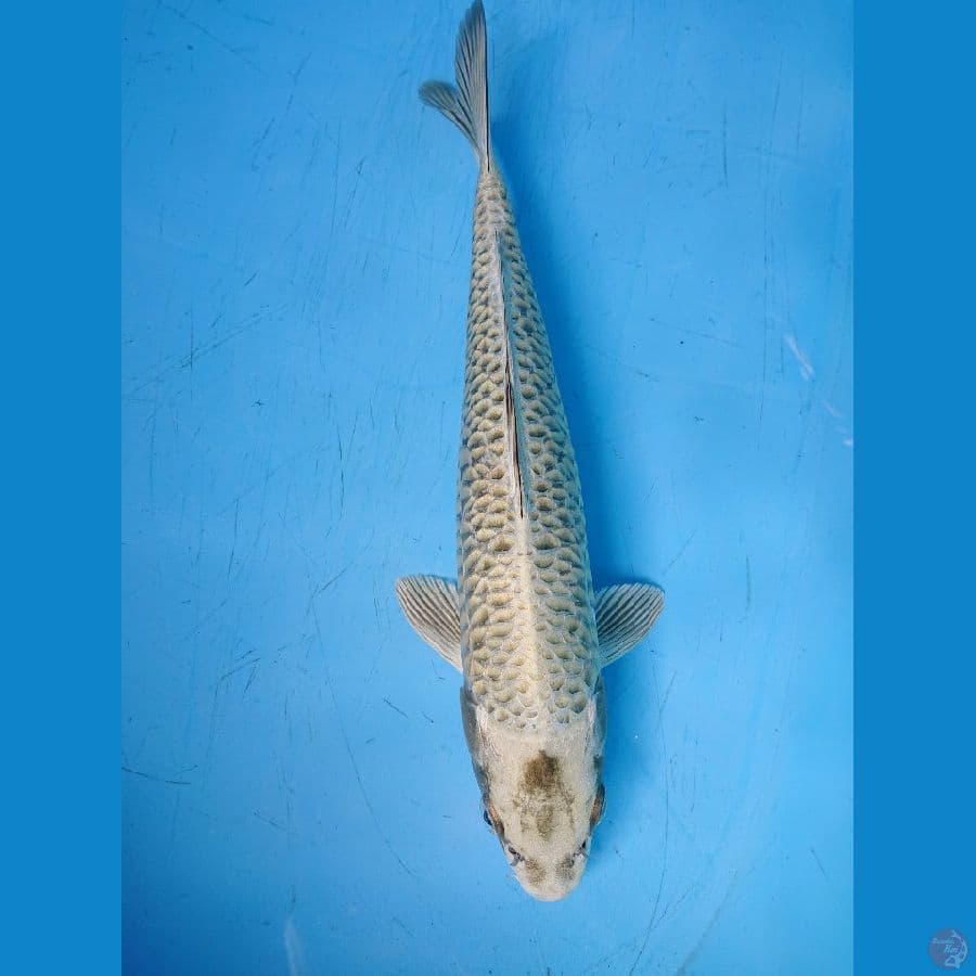 Mukashi 33 cm