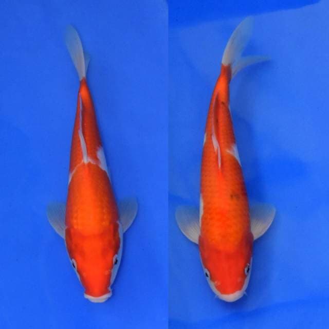 Gosanke Sakai