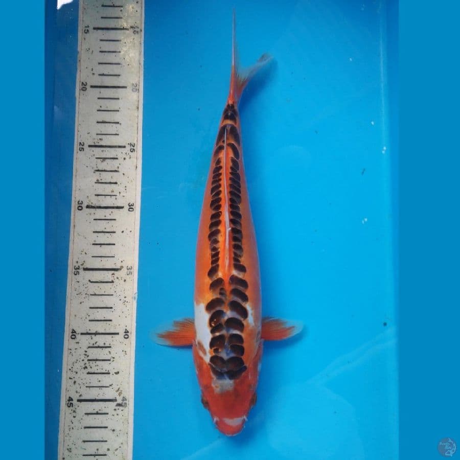 Hana shusui, 32cm female