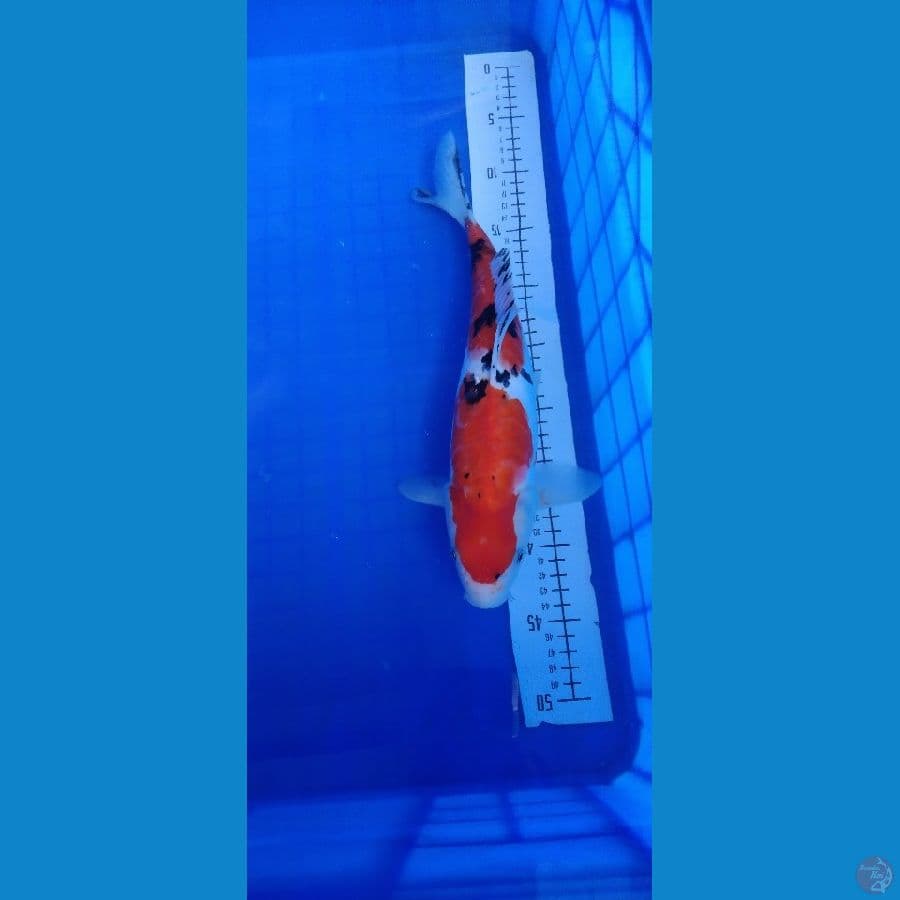 sanke 36cm