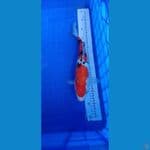 sanke 36cm