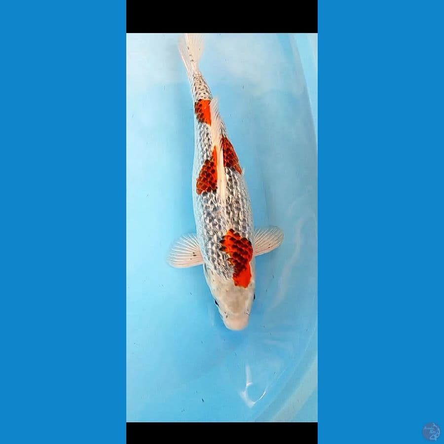 GHOSIKI GINRIN FM 38 CM