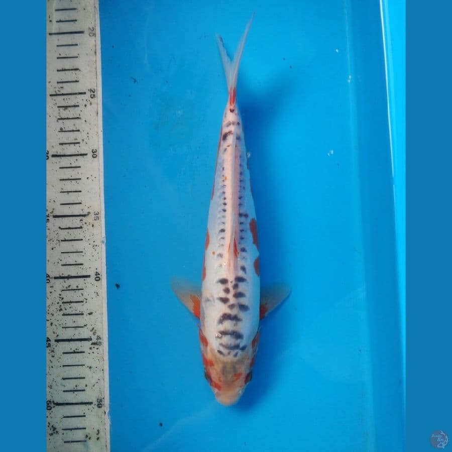 Shusui, 30cm male
