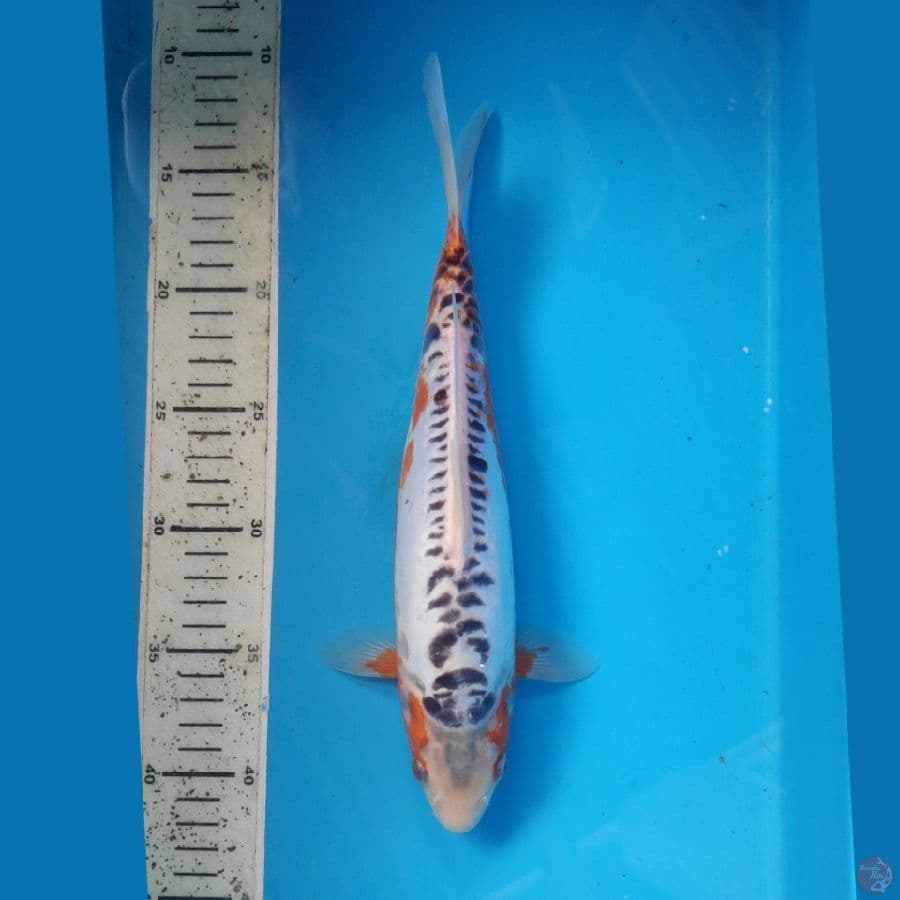 Shusui, 30cm female