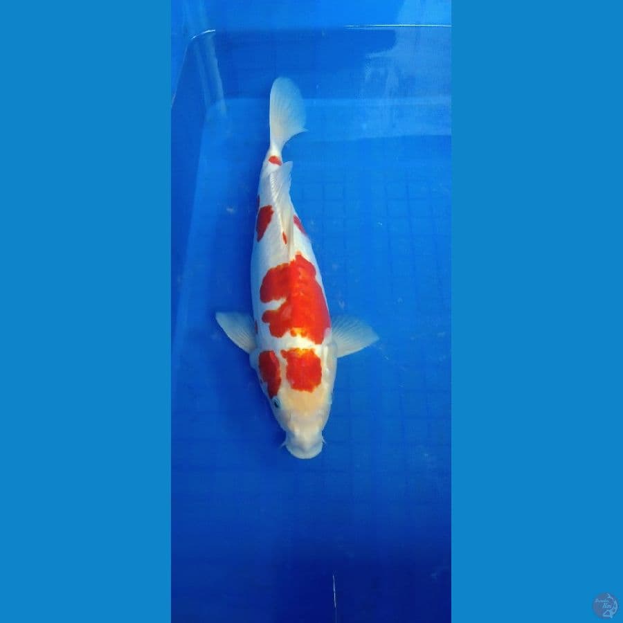 kohaku 41
