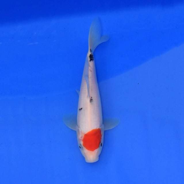 Tancho Sanke Sakai