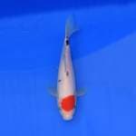 Tancho Sanke Sakai