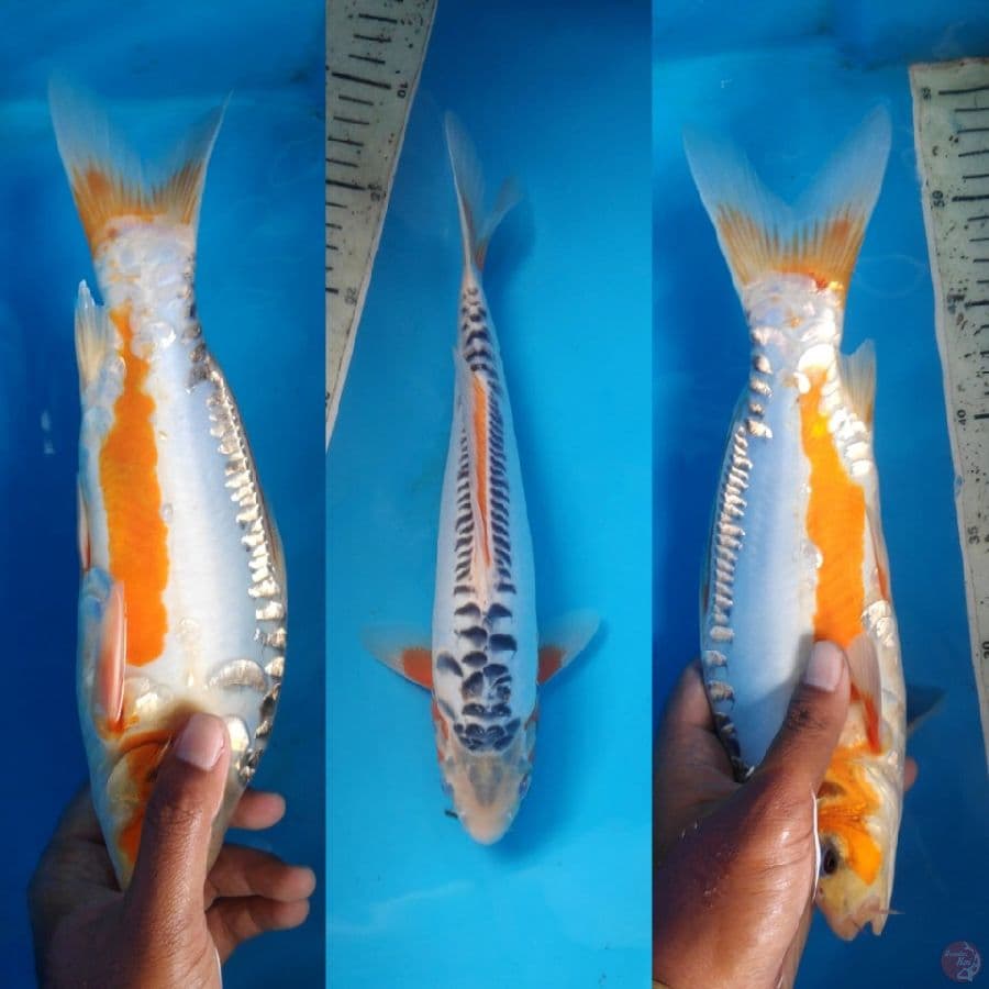 Shusui, 31cm male