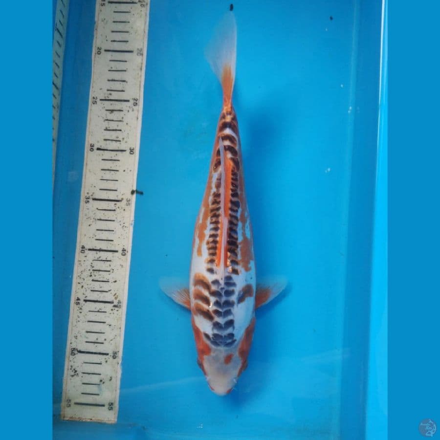 Hana shusui, 33cm female