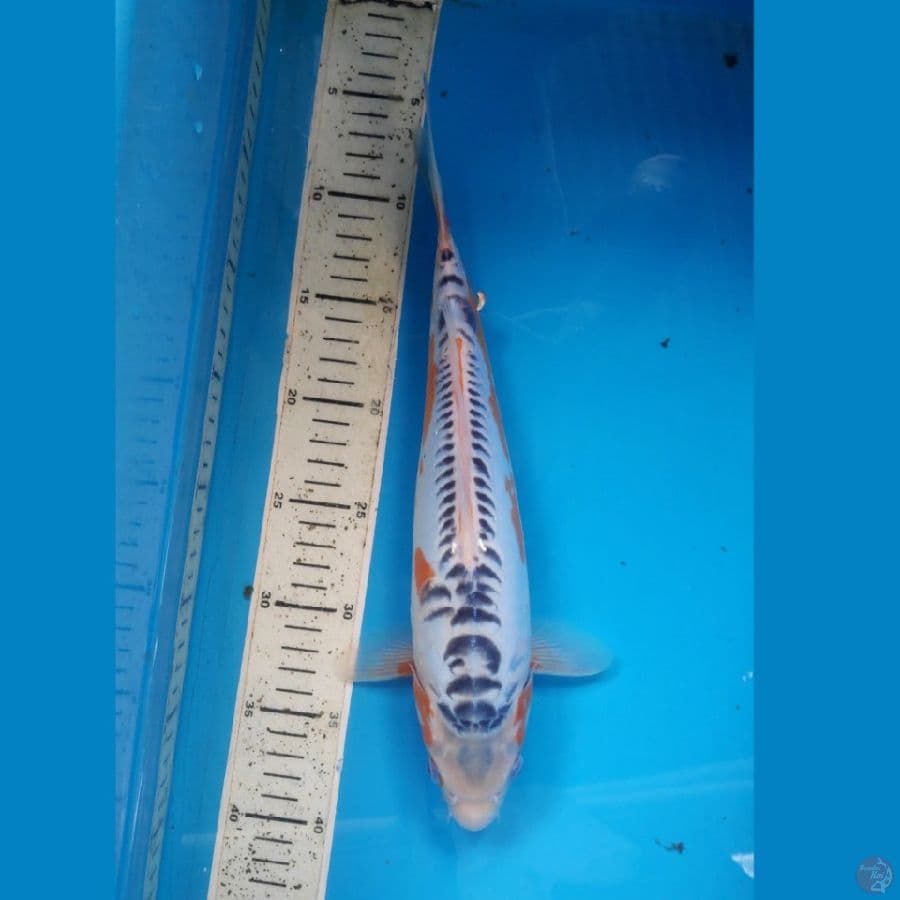 Shusui, 33cm female
