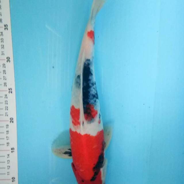 Showa 34 cm 