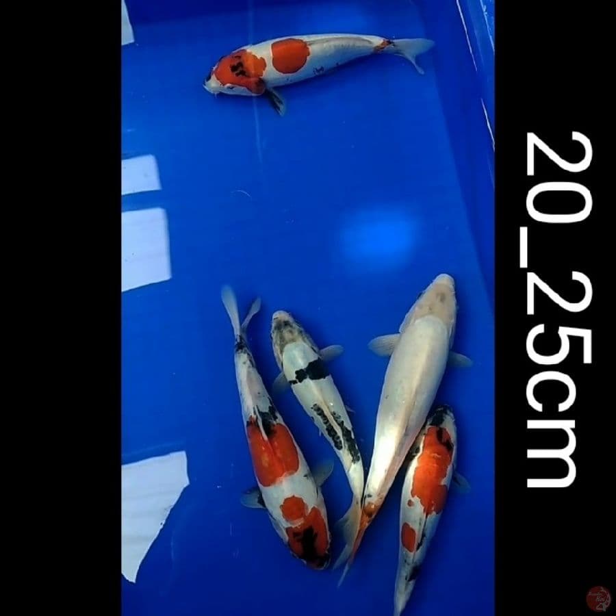 showa Shiro Tategoi doitsu 5ekr/20_25cm