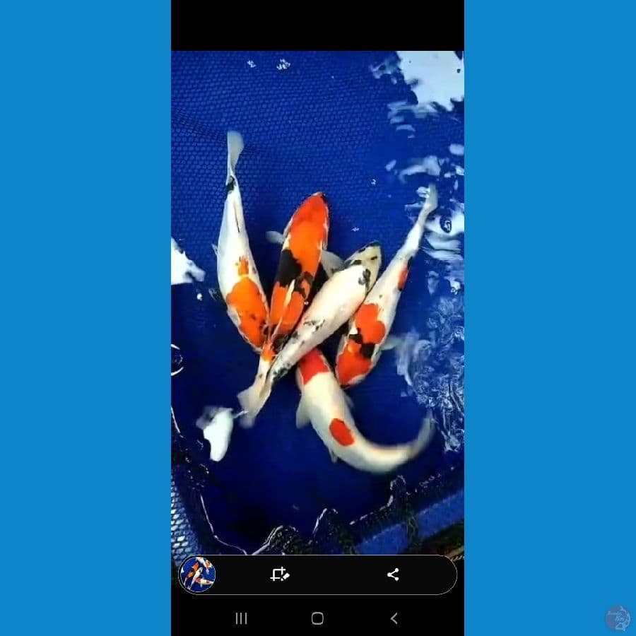 showa , shiro doitsu