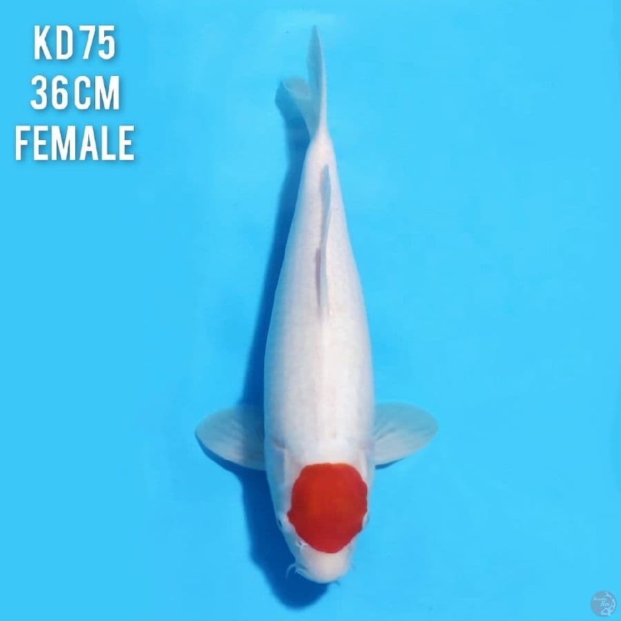 TANCHO KOHAKU ORIGINAL