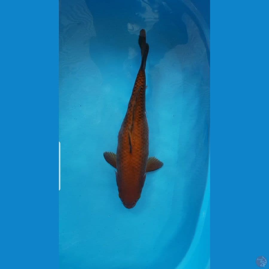 Cagoi Tembaga merah bata F45bu