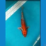 Ginga Ginrin 35 cm