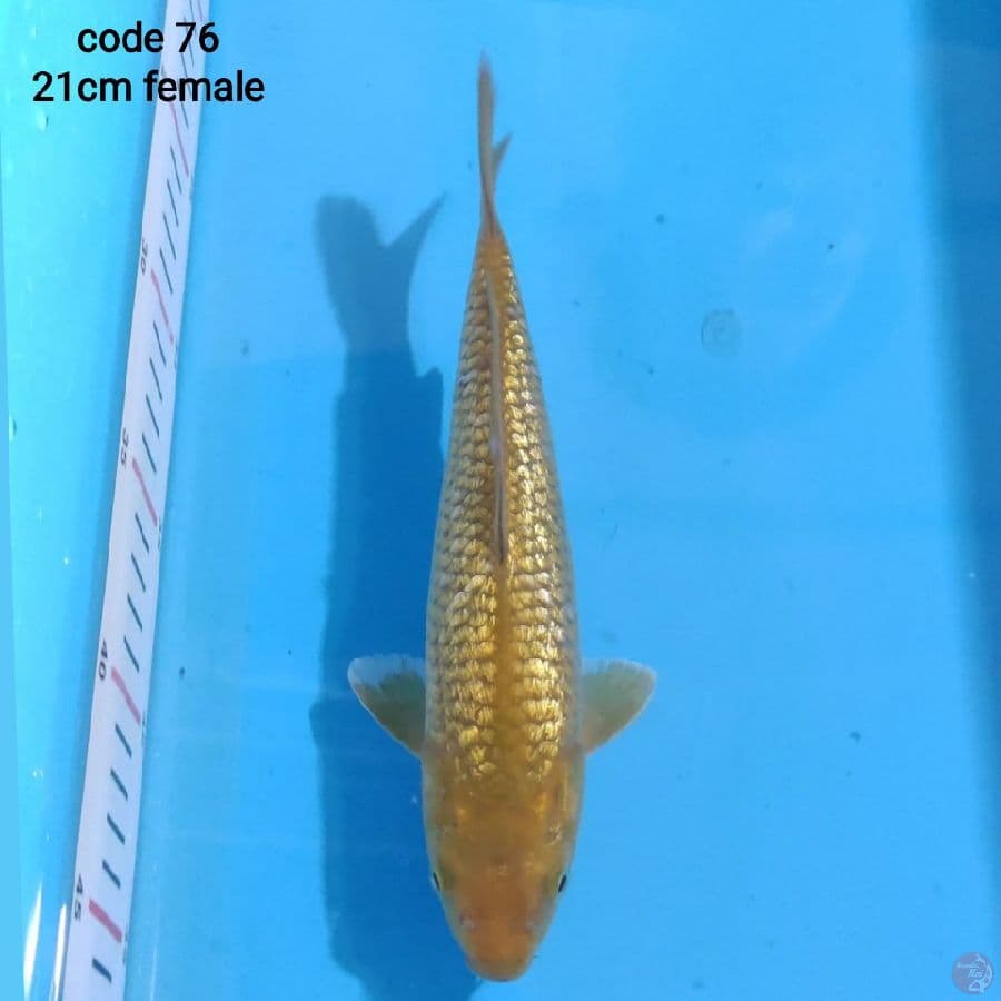 midori ginrin 21cm female