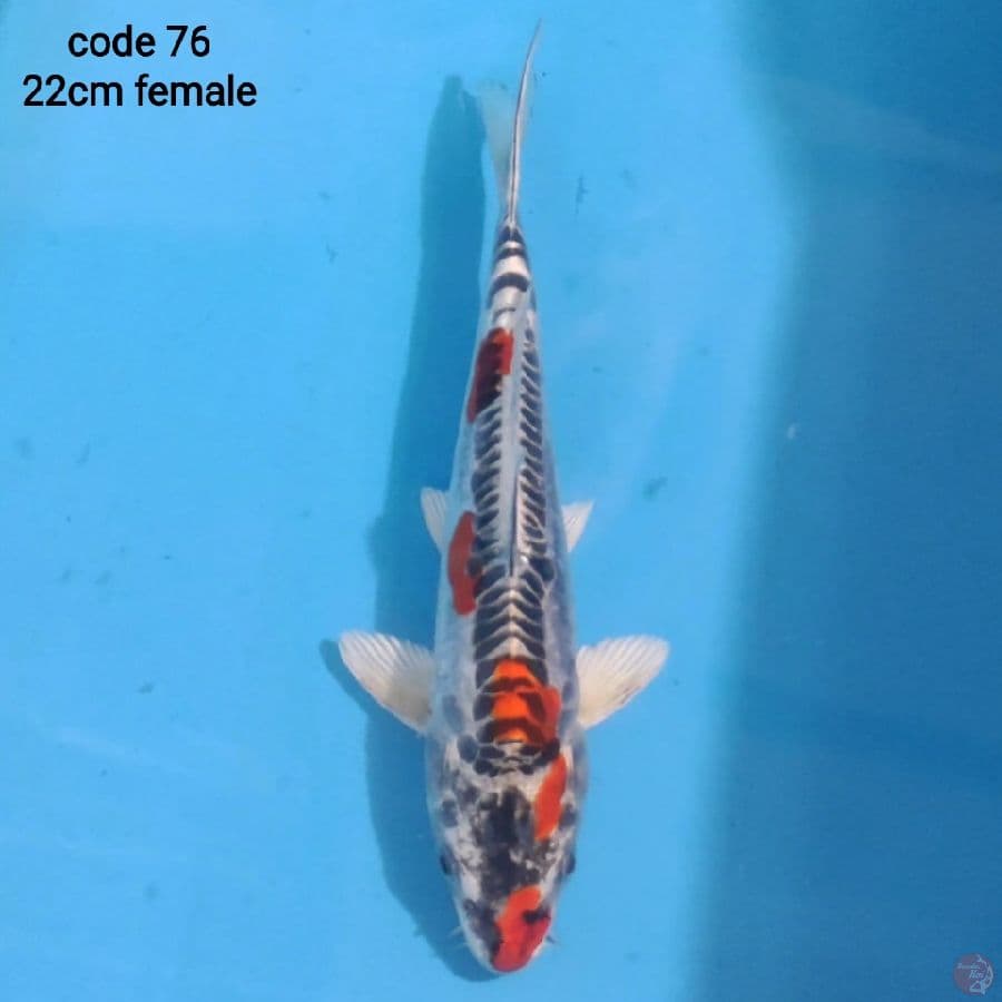 kiko 22cm female