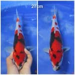 SHOWA 27CM