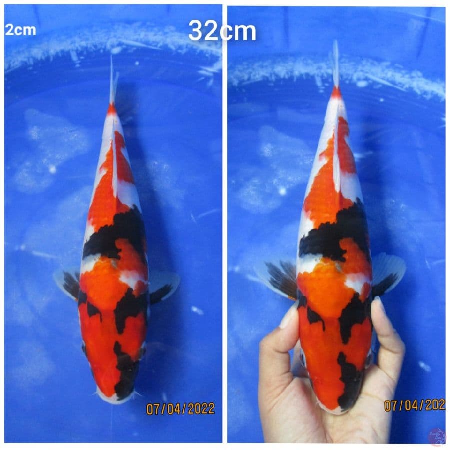 SHOWA 32CM