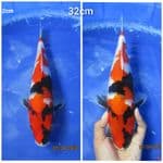 SHOWA 32CM