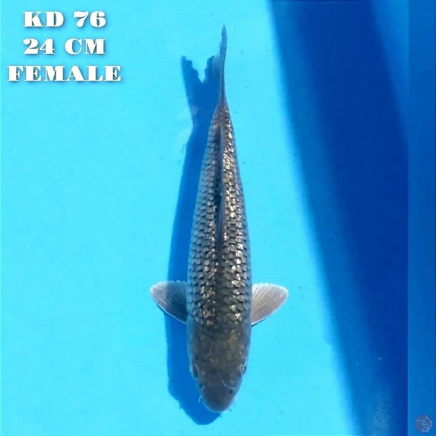 soragoi ginrin 24cm female