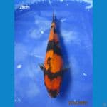 HI SHOWA 28CM