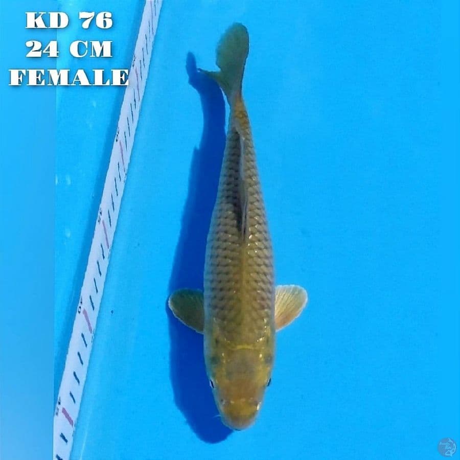 midori goi 24cm female