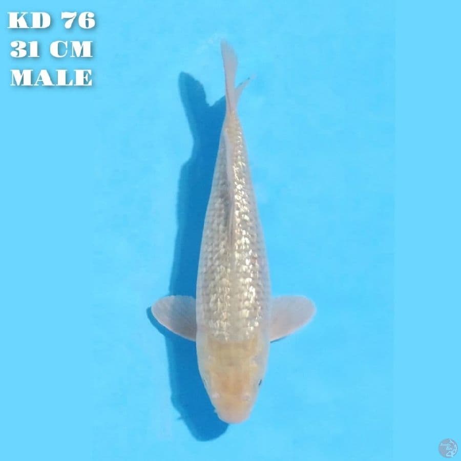 soragoi ginrin 31cm male