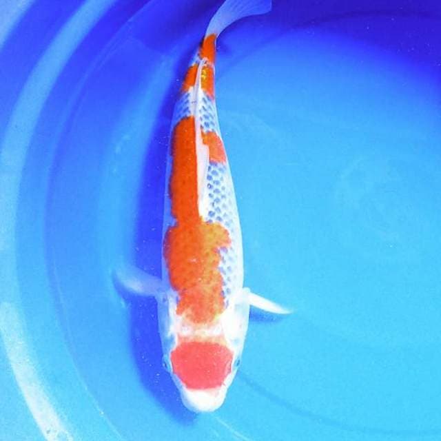 Maruten goshiki merah 37cm