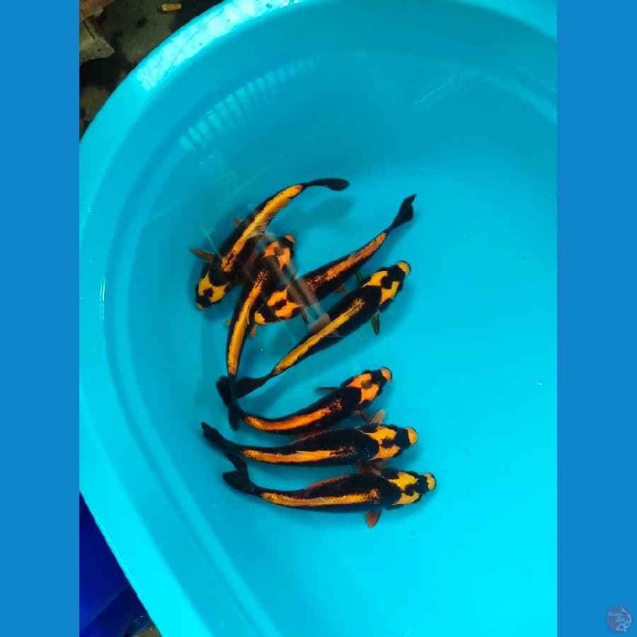 rombongan kabuto