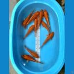 paket 10 ekor