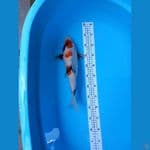 kindai showa bulki 35 cm