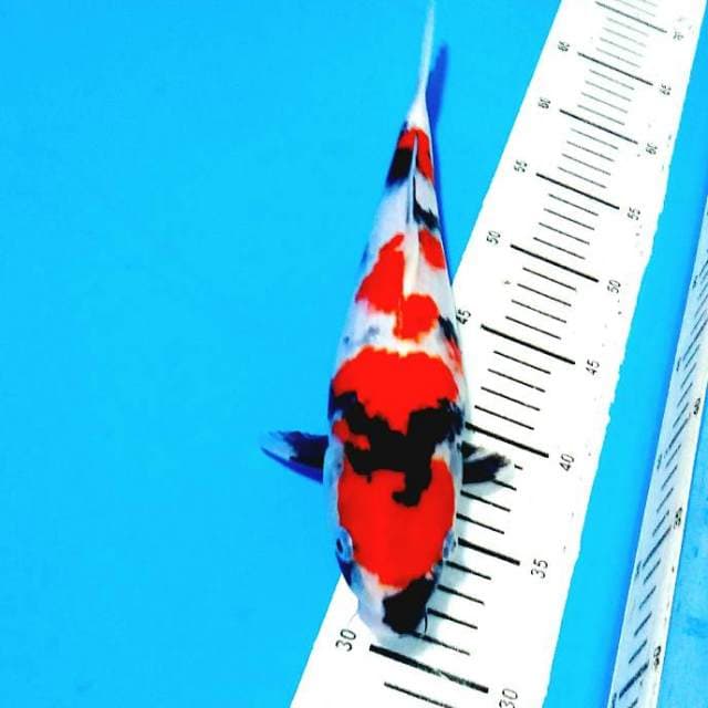 Super red showa show quality 32cm
