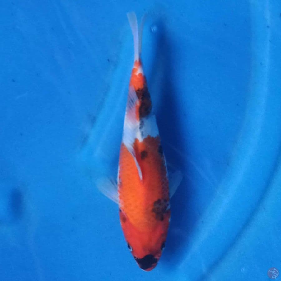 Showa 23cm