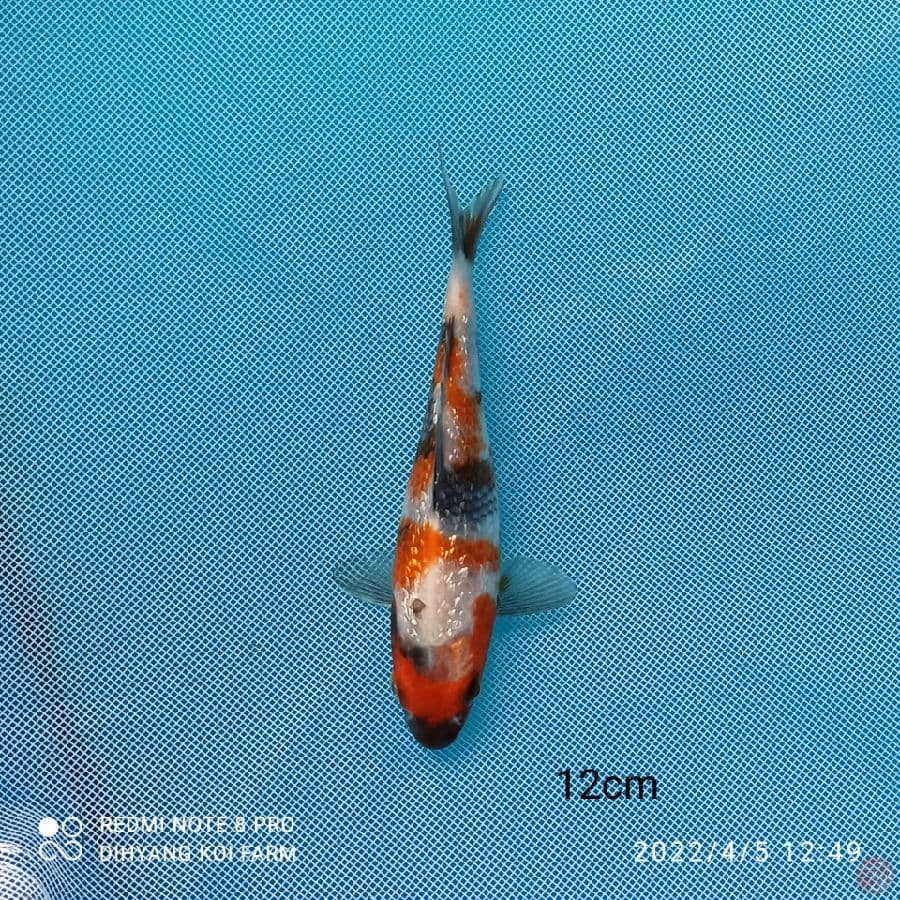 SQ GINRIN SHOWA 12CM