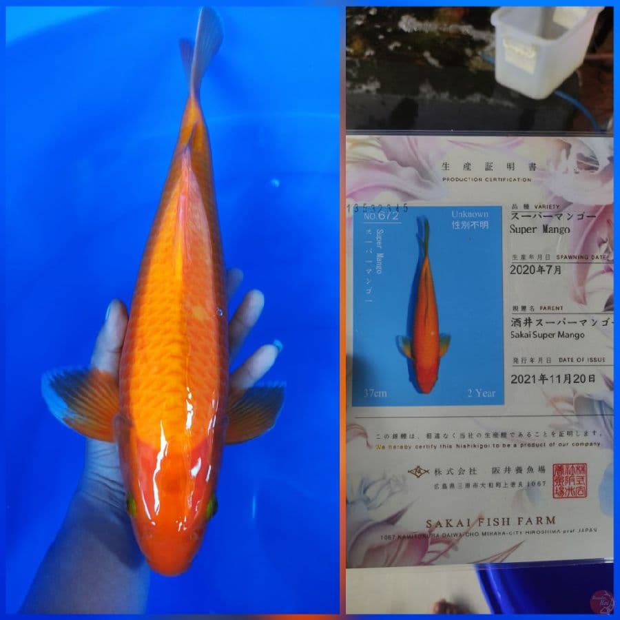 Super Mango 45cm