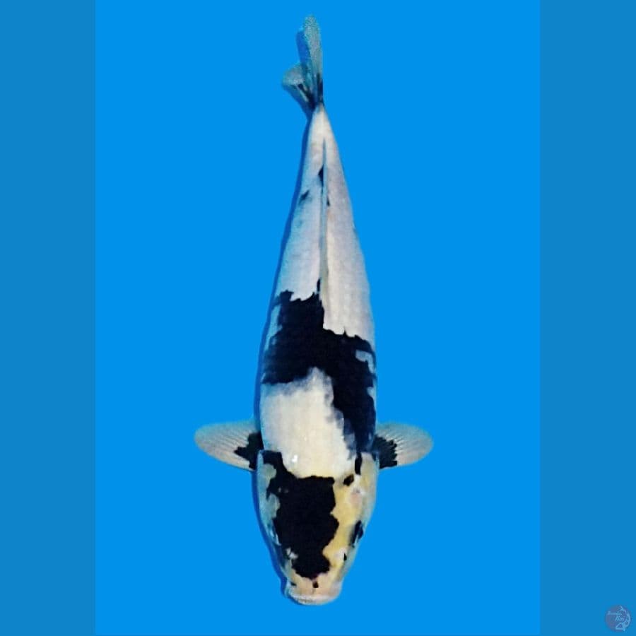 CHO_KOI