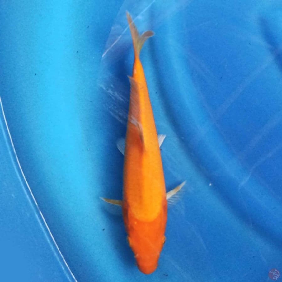 Benigoi 27cm