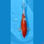 Kohaku ~ 34cm