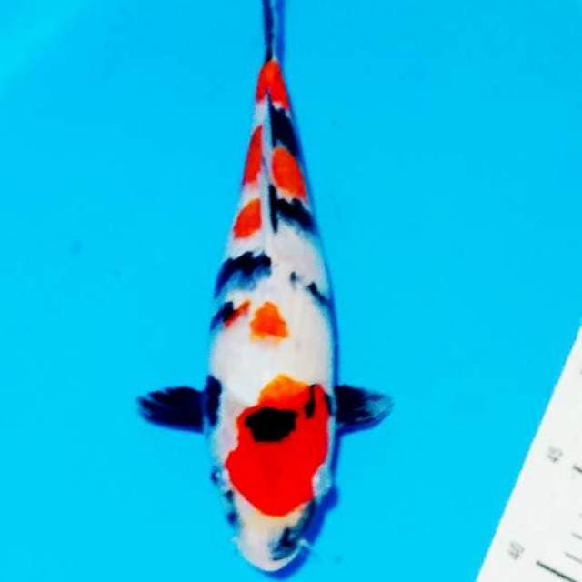 Showa 35cm