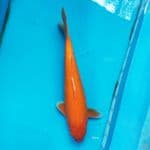 MALE RED OGON 50cm