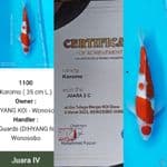 4X KE CORET AI KOROMO 40BU MALE